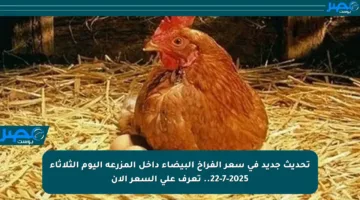 تحديث جديد في سعر الفراخ البيضاء داخل المزرعة اليوم الثلاثاء 22-7-2025.. تعرف على السعر الآن